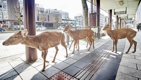 友人からの写真、背景を見てゾッとした…　奈良県の日常が「どう見ても合成」と話題
