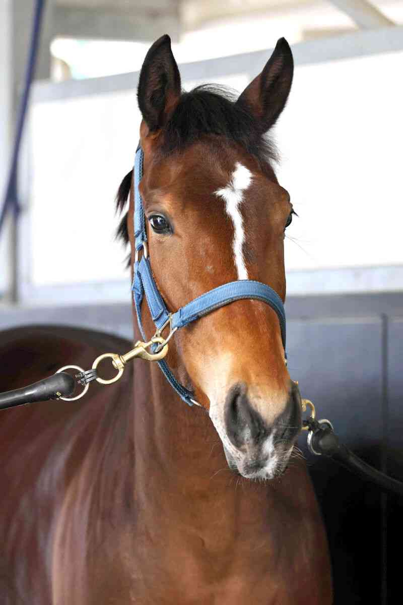 名前を知ってる競走馬はプラスで