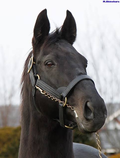 名前を知ってる競走馬はプラスで