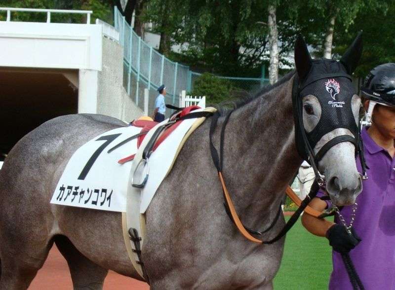名前を知ってる競走馬はプラスで
