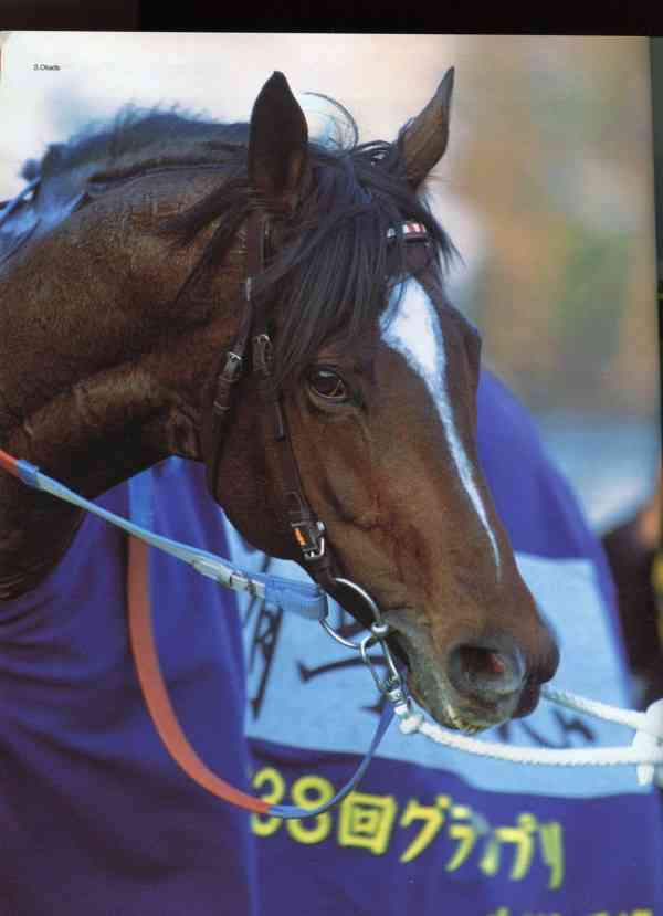 名前を知ってる競走馬はプラスで