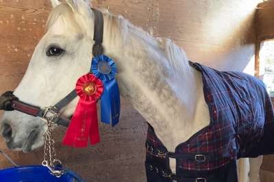 名前を知ってる競走馬はプラスで