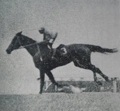 名前を知ってる競走馬はプラスで