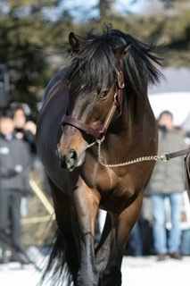 名前を知ってる競走馬はプラスで