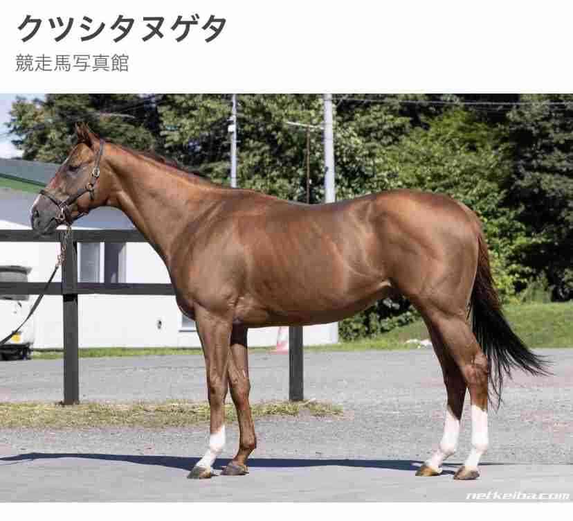 名前を知ってる競走馬はプラスで