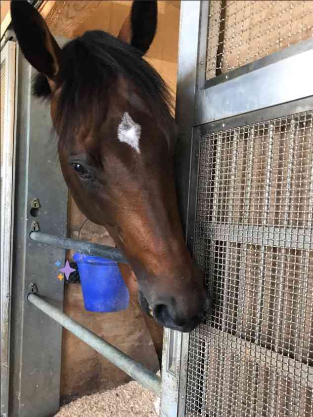 名前を知ってる競走馬はプラスで