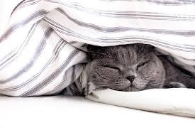 【ジャンル不問】夜中なのに眠れなくなる話【もしかしたら閲覧注意】