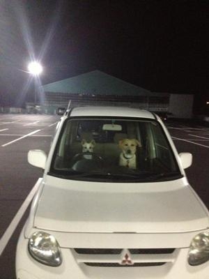 犬が運転席で車を発進 別の車に突っ込む瞬間をカメラが捉えた!(英)<動画あり>