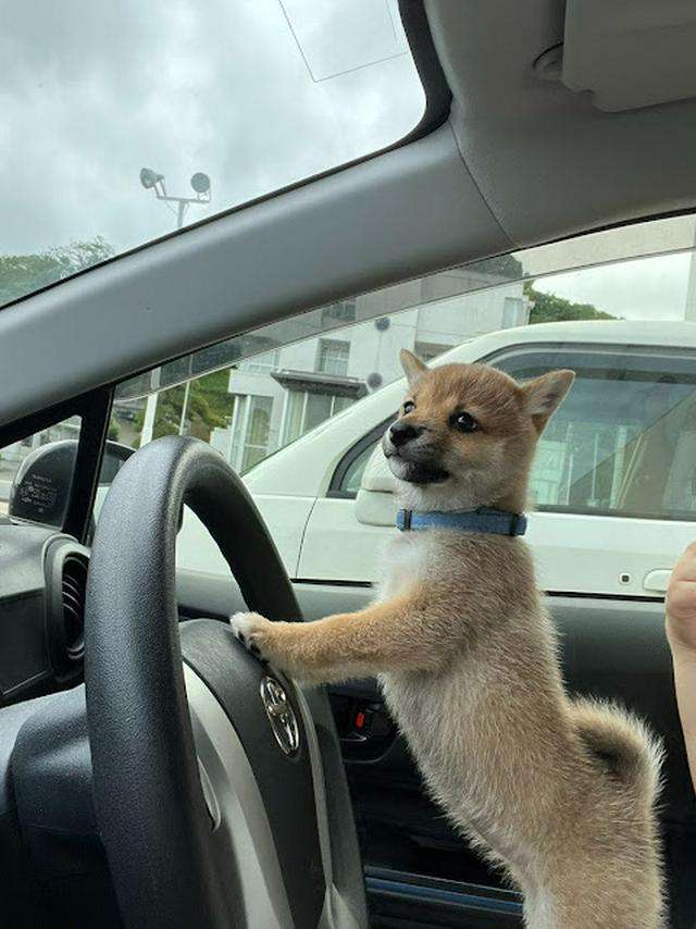 犬が運転席で車を発進 別の車に突っ込む瞬間をカメラが捉えた!(英)<動画あり>