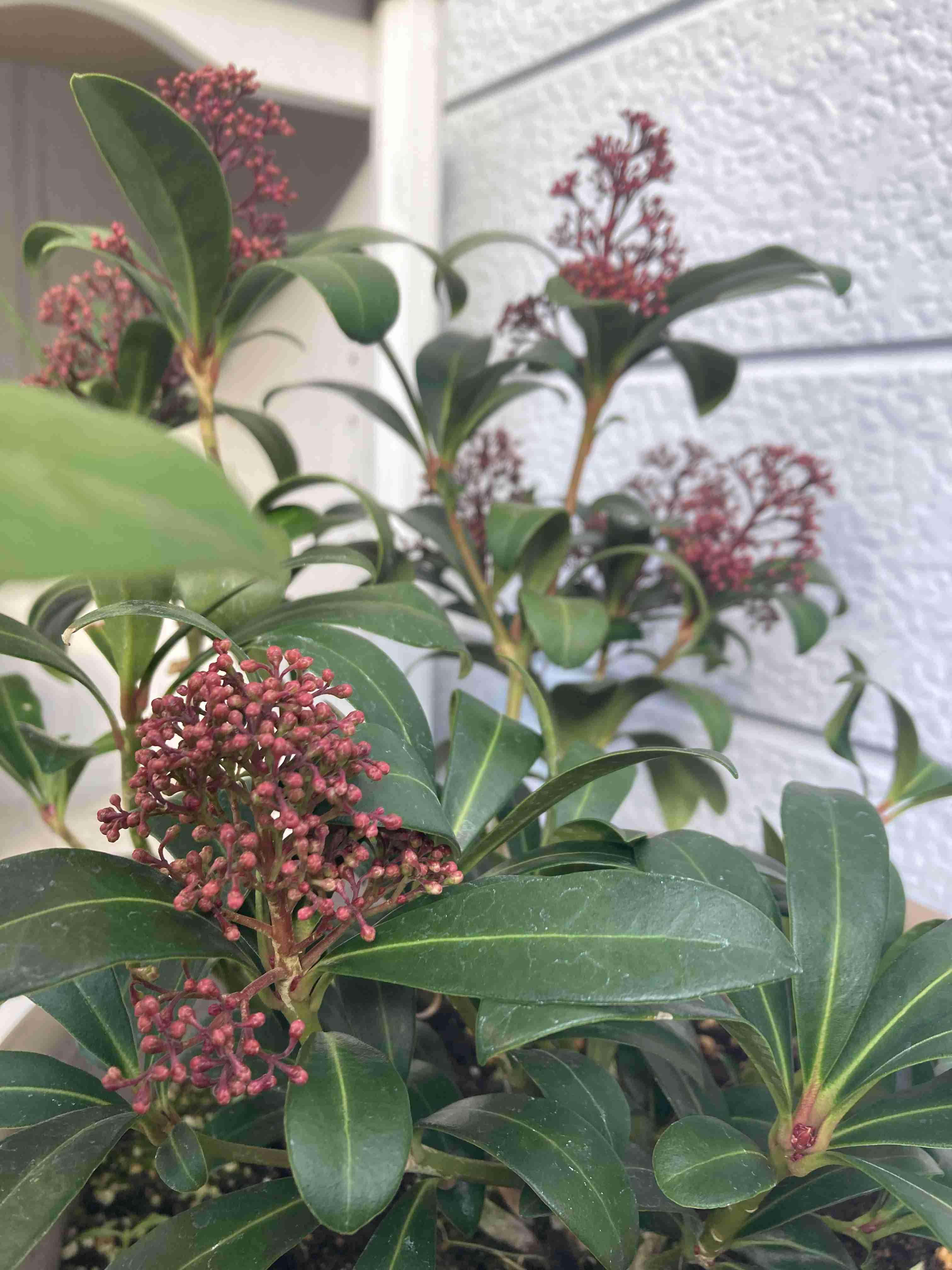 【ガーデニング】ガルちゃん園芸部【花・植物】part.20