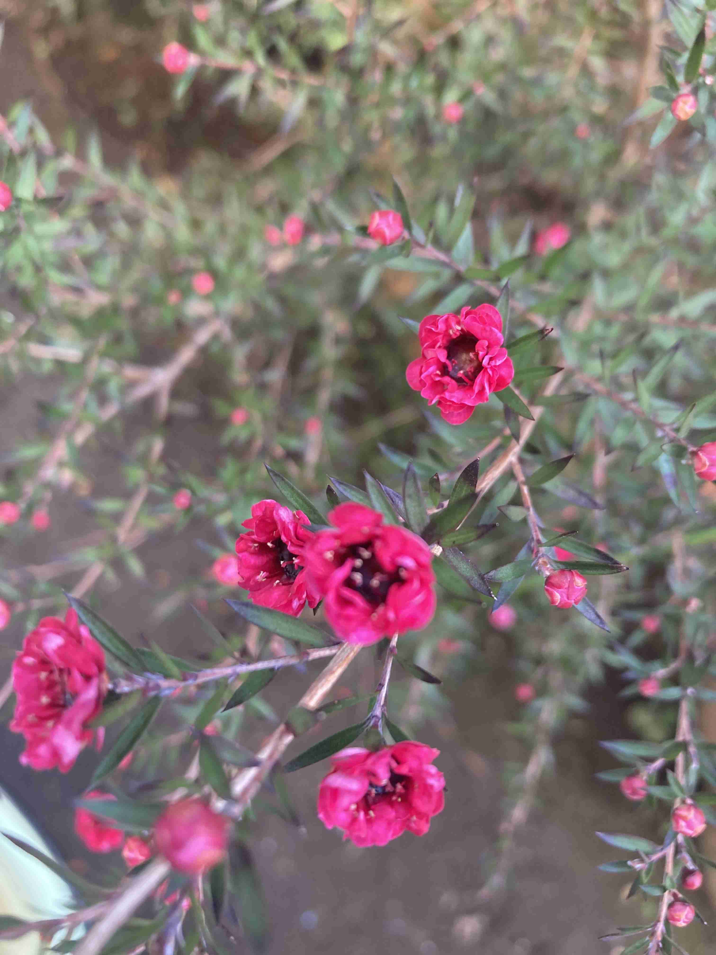 【ガーデニング】ガルちゃん園芸部【花・植物】part.20