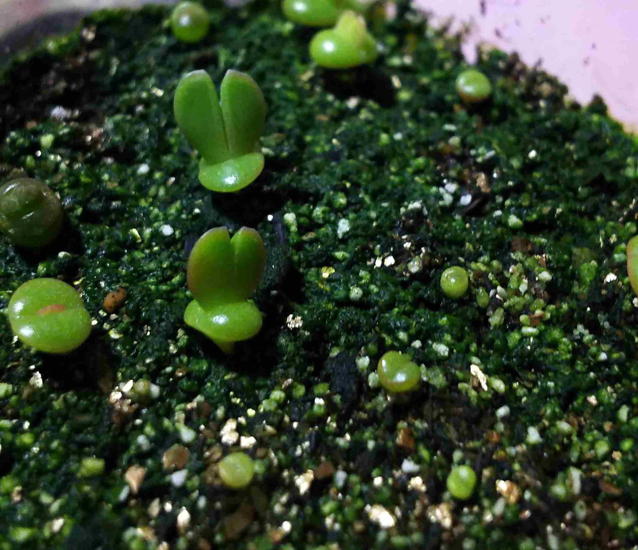 【ガーデニング】ガルちゃん園芸部【花・植物】part.20