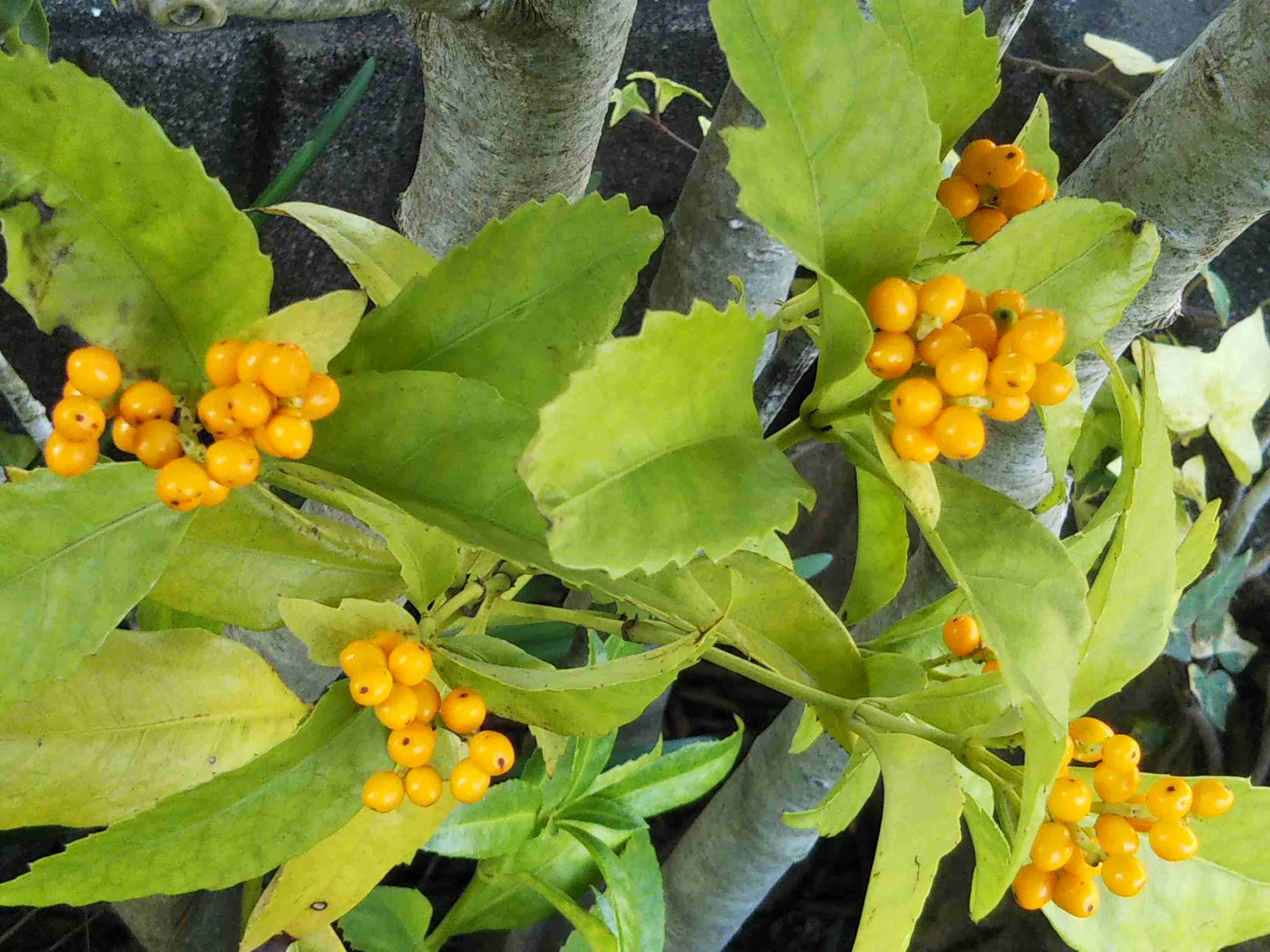 【ガーデニング】ガルちゃん園芸部【花・植物】part.20