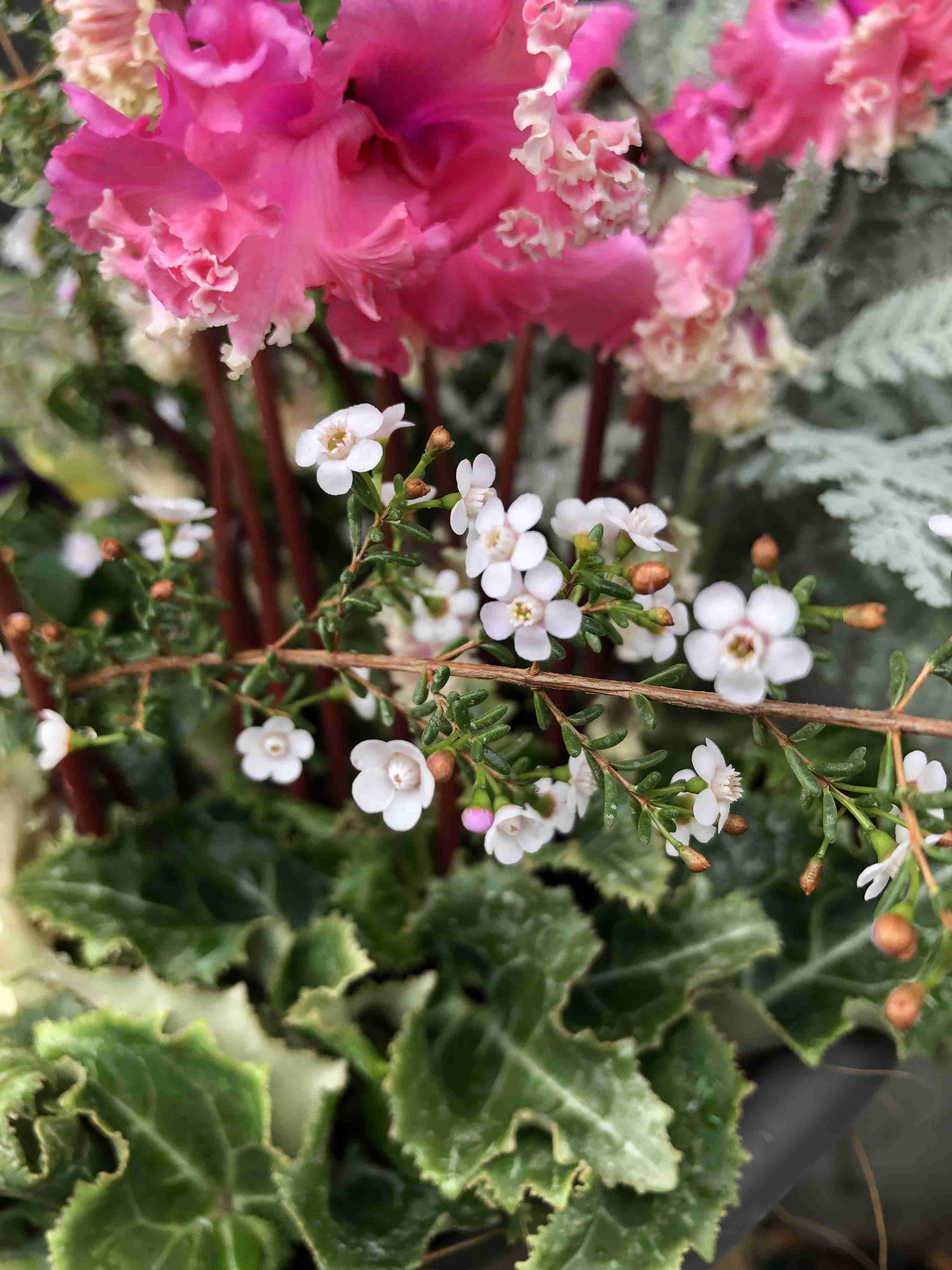 【ガーデニング】ガルちゃん園芸部【花・植物】part.20