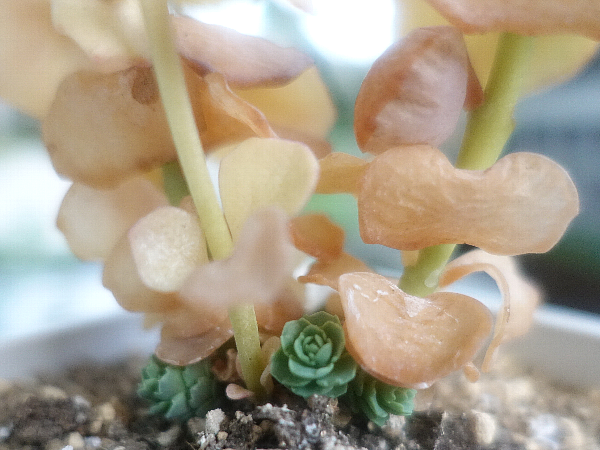 【ガーデニング】ガルちゃん園芸部【花・植物】part.20