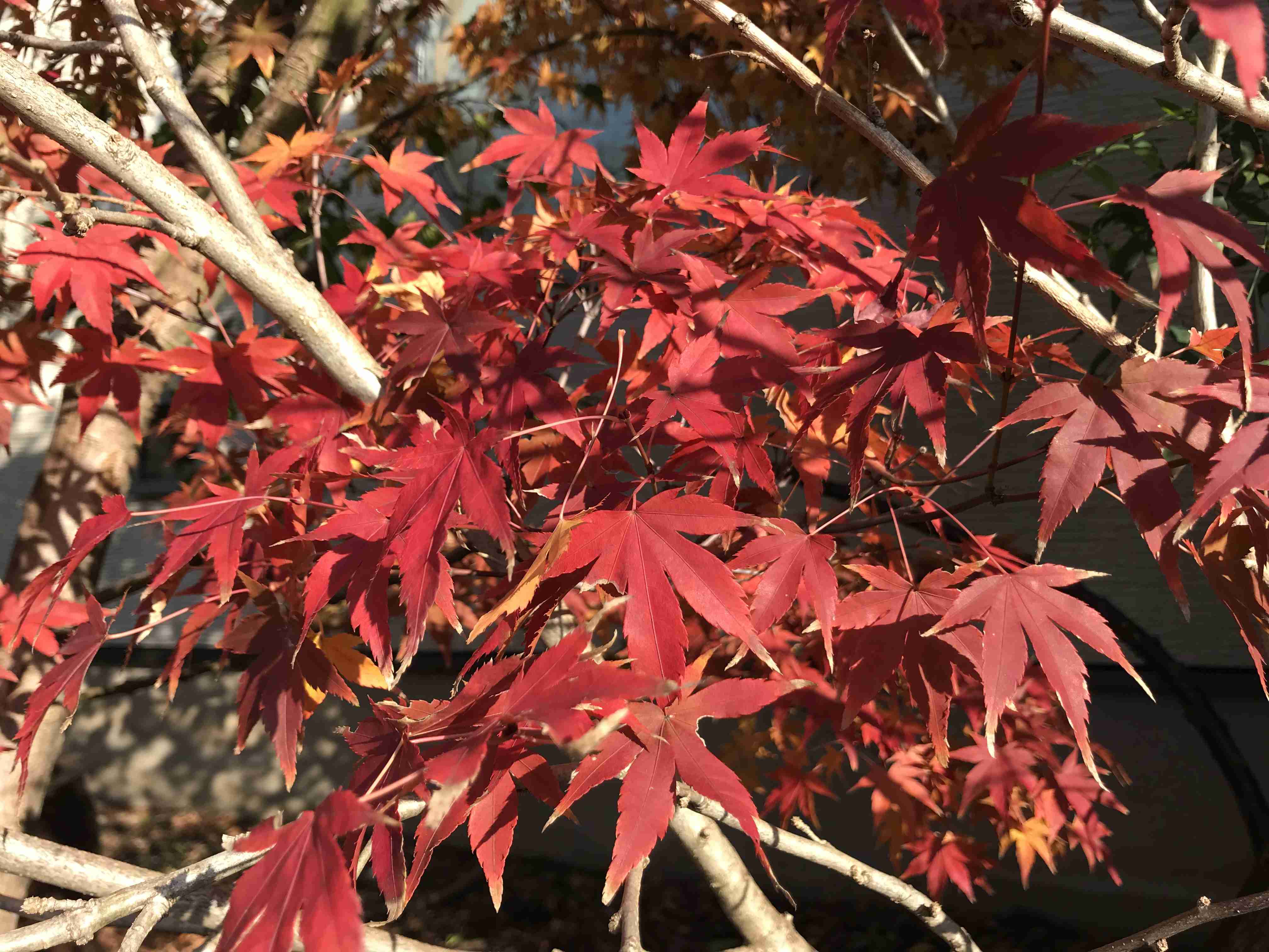 【ガーデニング】ガルちゃん園芸部【花・植物】part.20