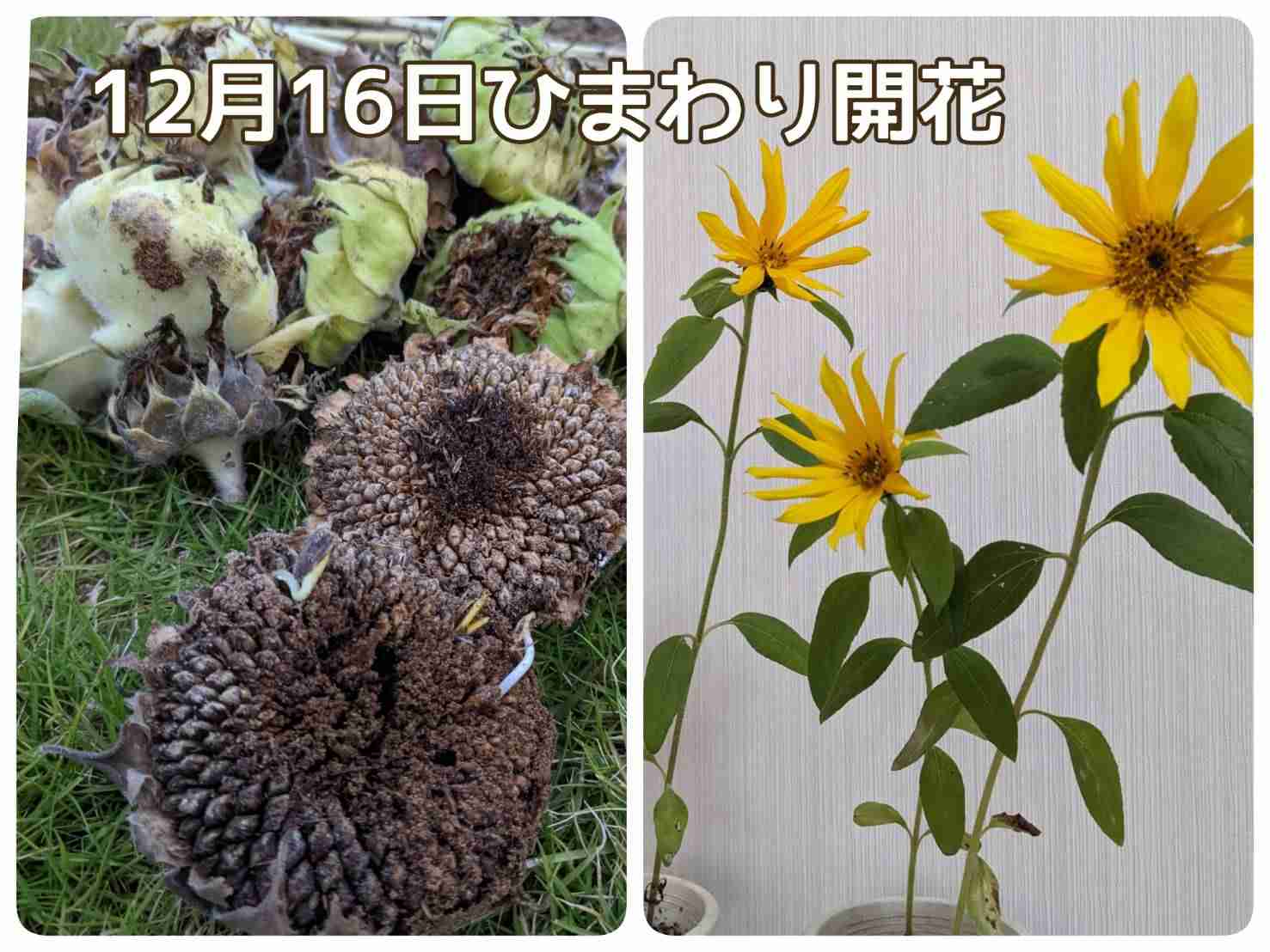 【ガーデニング】ガルちゃん園芸部【花・植物】part.20