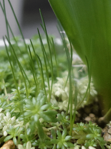 【ガーデニング】ガルちゃん園芸部【花・植物】part.20