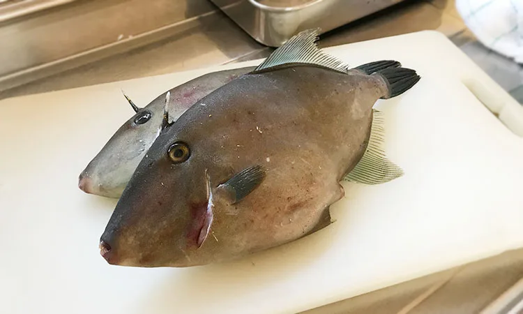 お刺身って贅沢品？