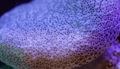 睡眠の量と深さ、脳の別々の場所で制御 筑波大など研究チーム解明