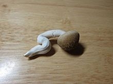 【ネタ】あなたの風邪はどこから?という質問に答えてそうな画像