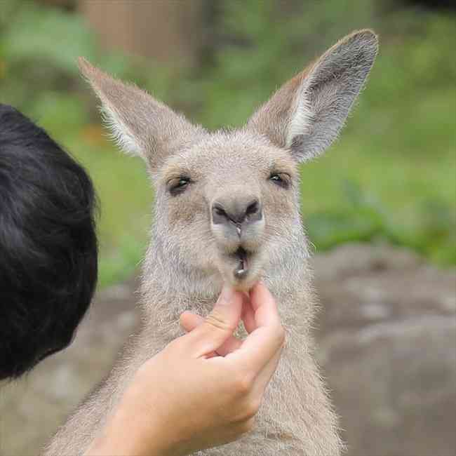 【ネタ】あなたの風邪はどこから?という質問に答えてそうな画像