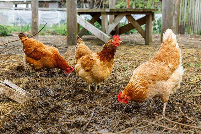 「物価の優等生」鶏卵も値上がり…卸値は過去30年で最高値、鳥インフルも直撃