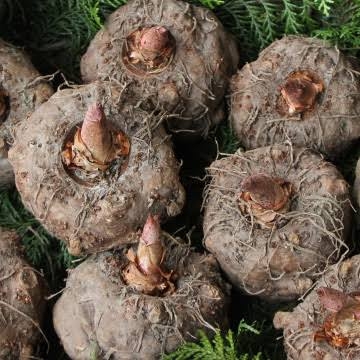 おすすめの蒟蒻レシピ