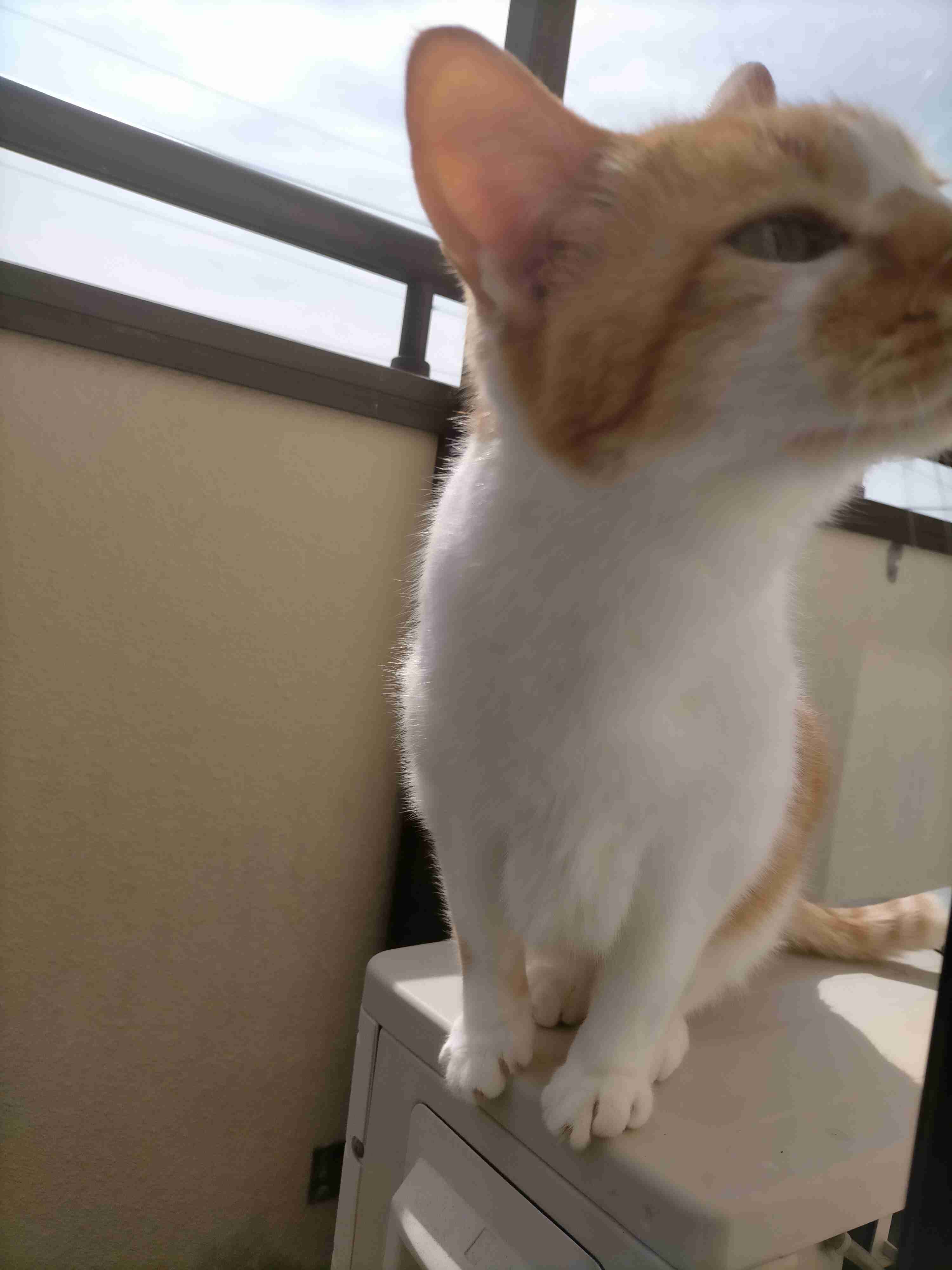 がるちゃん猫カフェ82号店開店しました♪(初めての方も大歓迎♪)