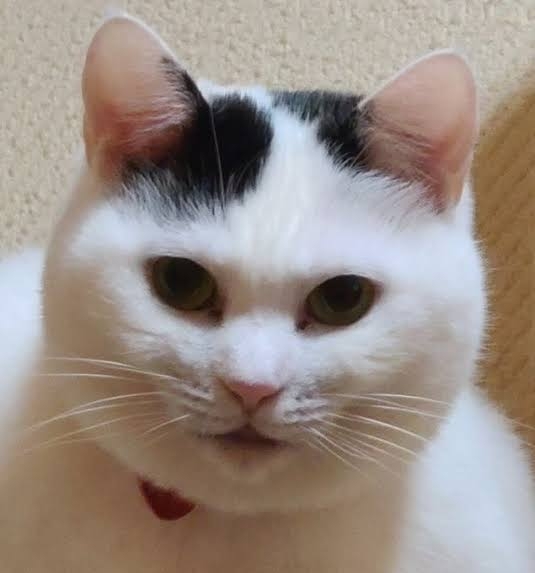 がるちゃん猫カフェ82号店開店しました♪(初めての方も大歓迎♪)