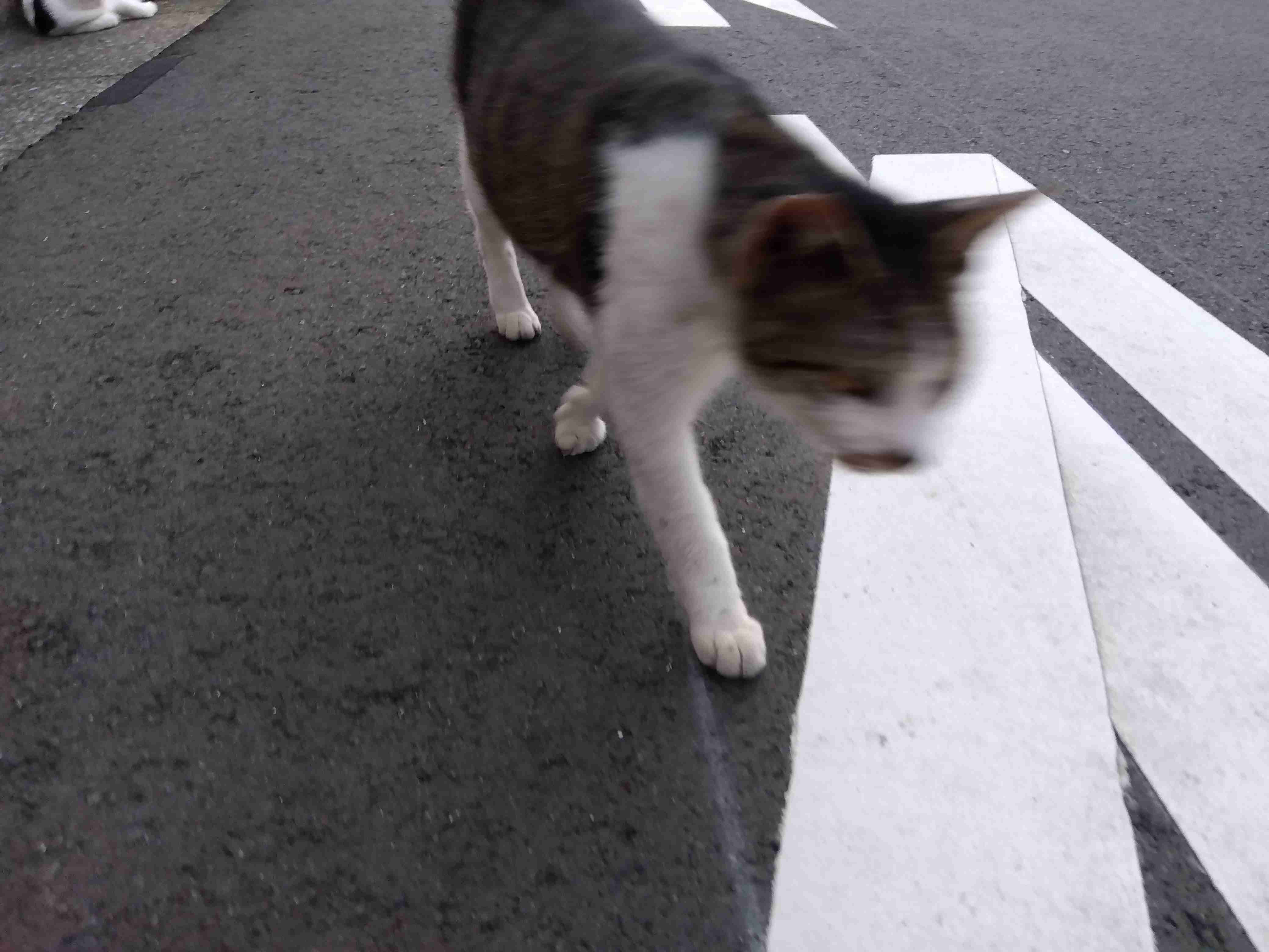 がるちゃん猫カフェ82号店開店しました♪(初めての方も大歓迎♪)