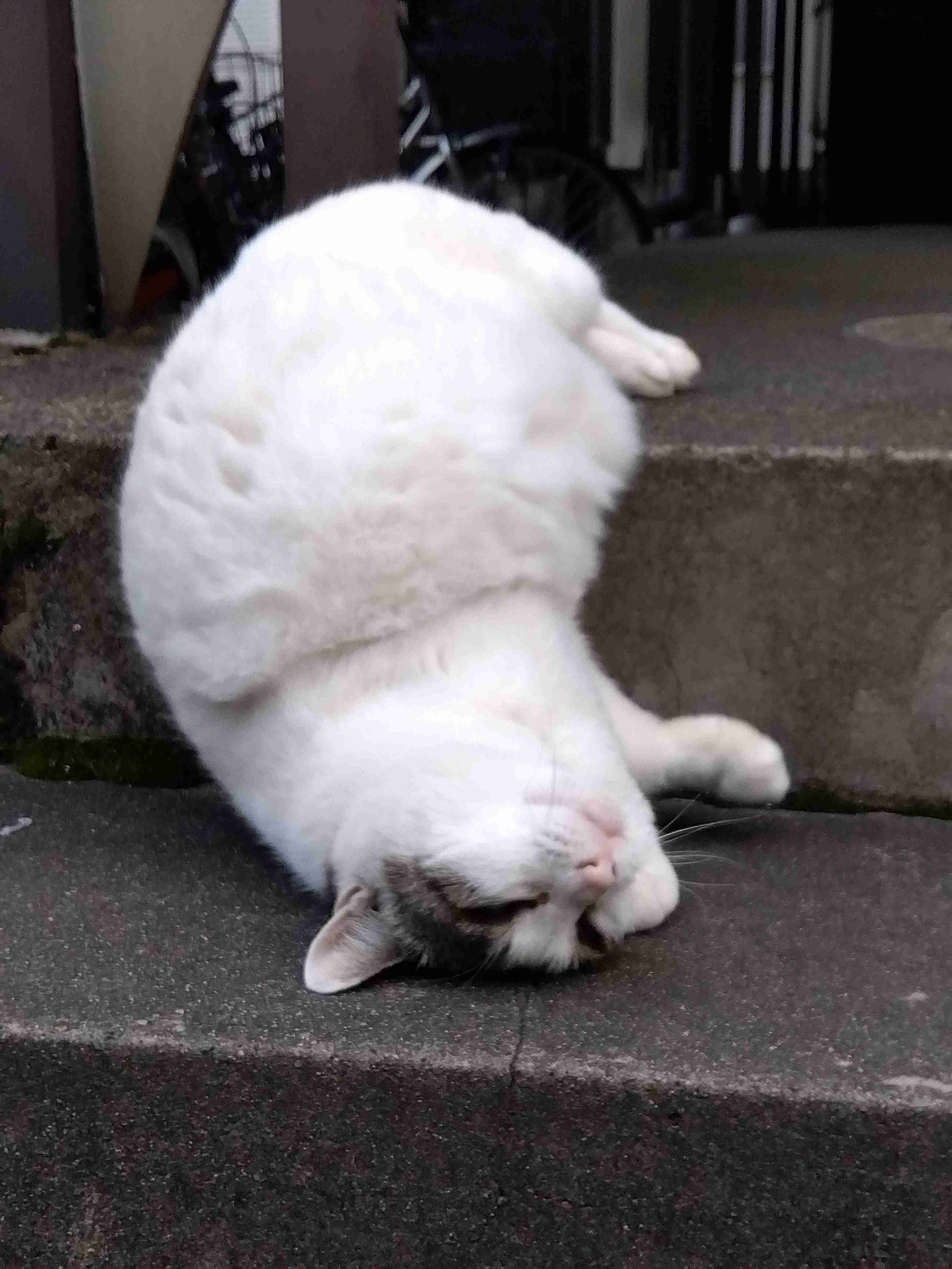 がるちゃん猫カフェ82号店開店しました♪(初めての方も大歓迎♪)