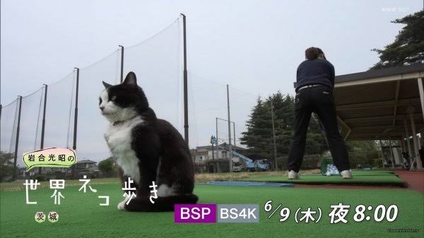 がるちゃん猫カフェ82号店開店しました♪(初めての方も大歓迎♪)