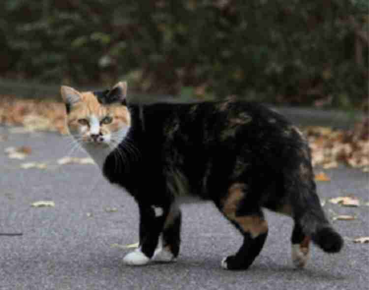 がるちゃん猫カフェ82号店開店しました♪(初めての方も大歓迎♪)