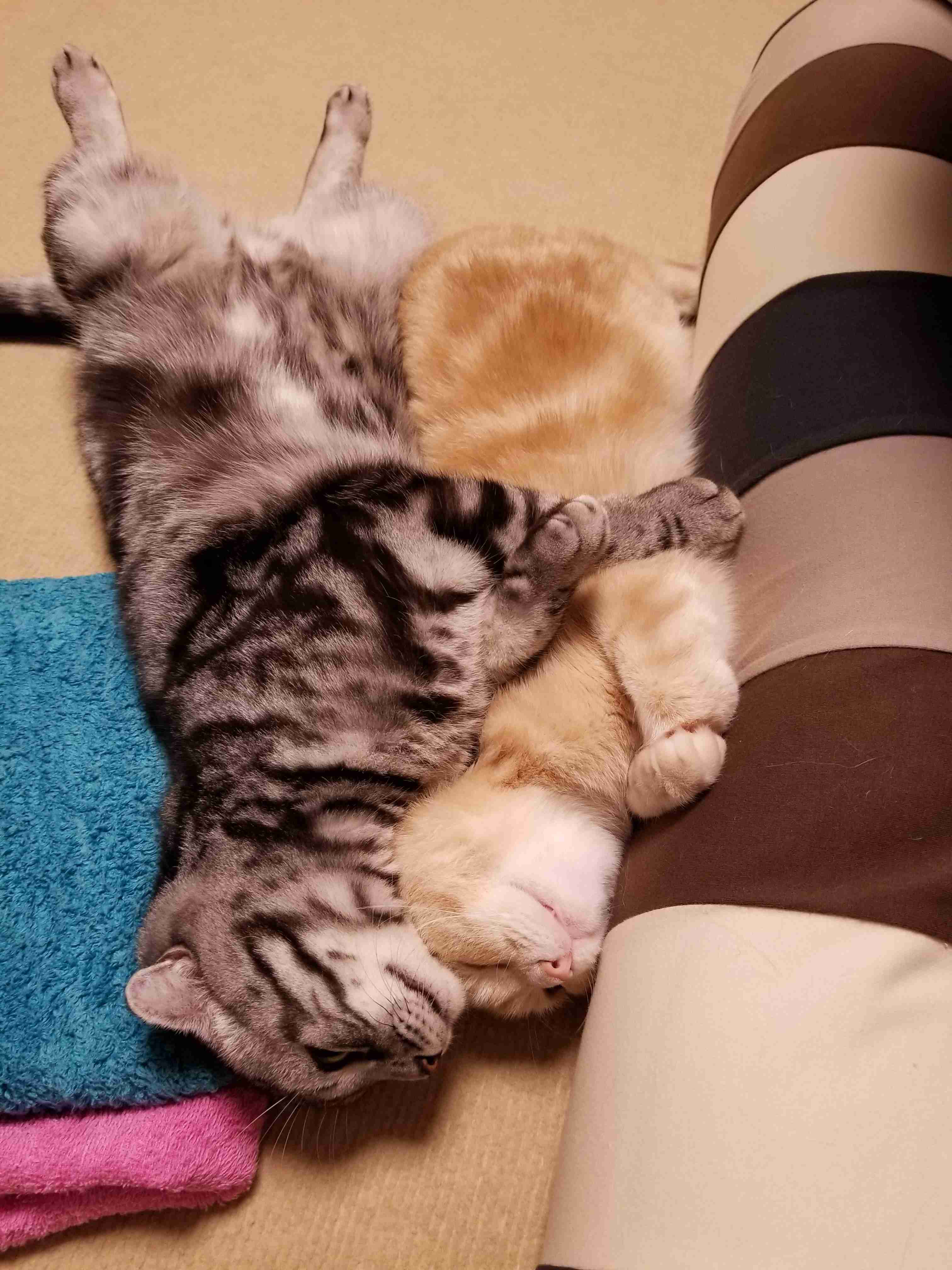 がるちゃん猫カフェ82号店開店しました♪(初めての方も大歓迎♪)