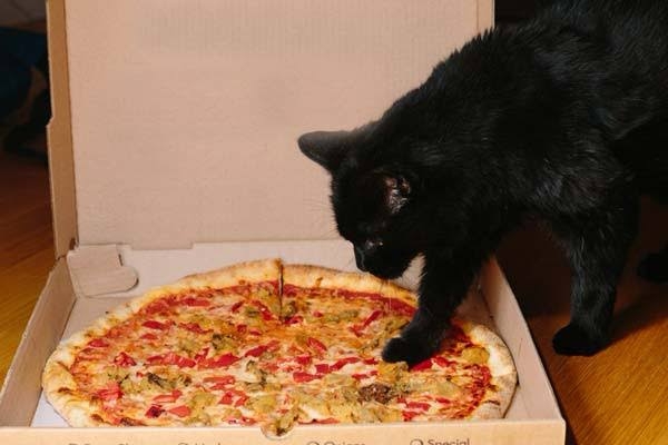 がるちゃん猫カフェ82号店開店しました♪(初めての方も大歓迎♪)