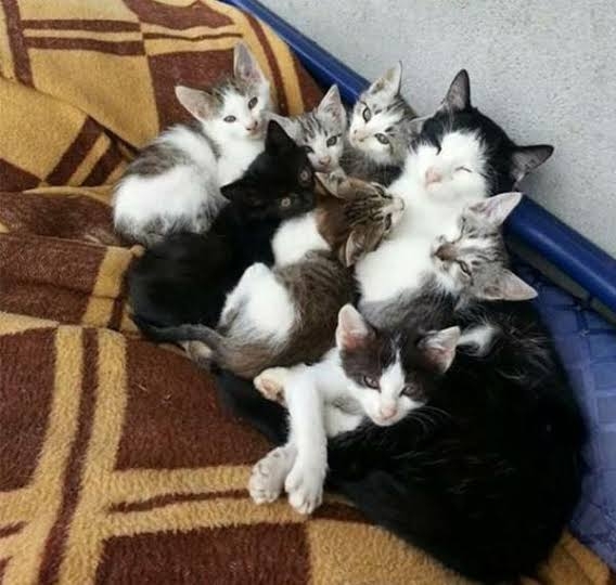 がるちゃん猫カフェ82号店開店しました♪(初めての方も大歓迎♪)
