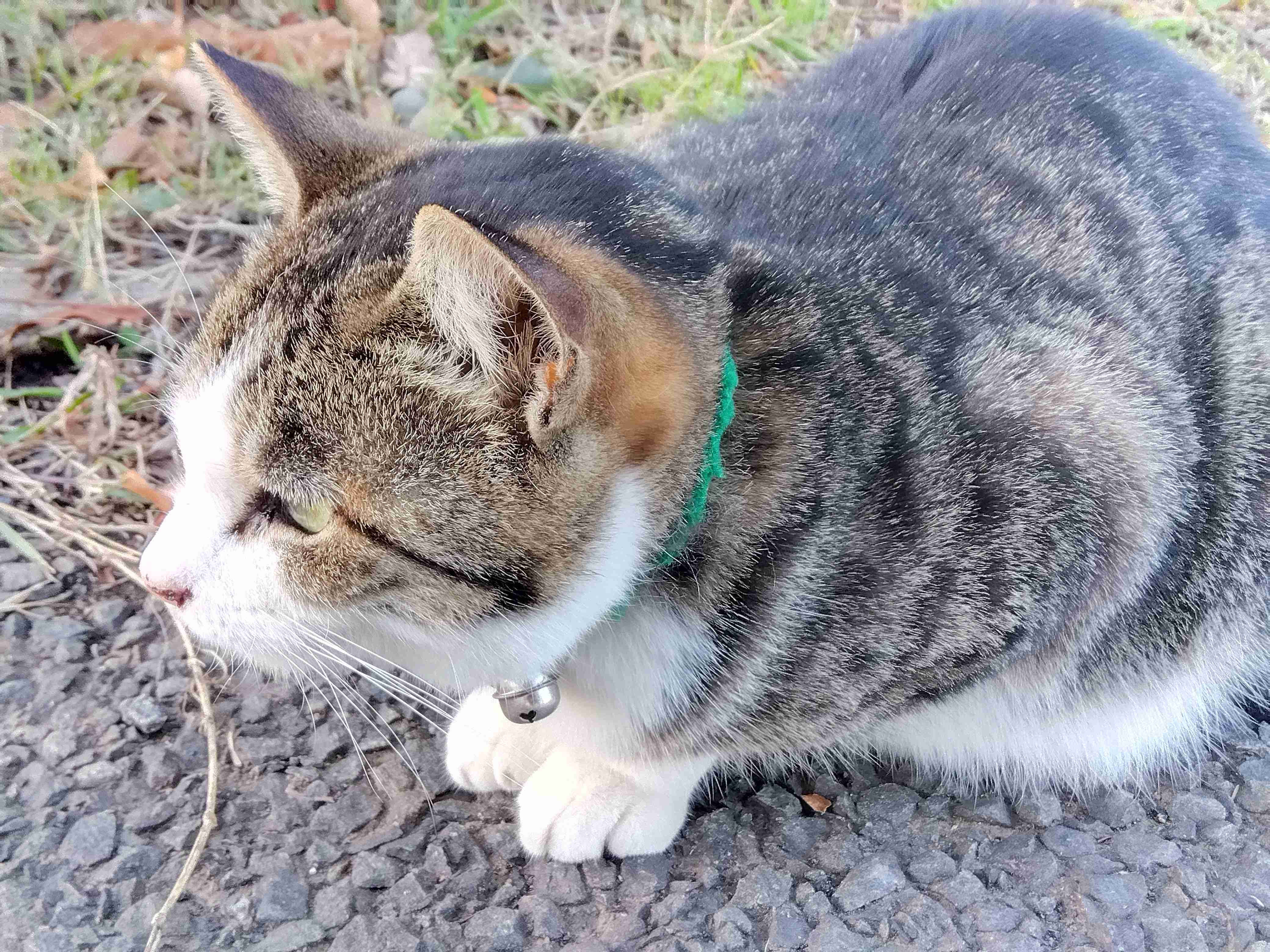がるちゃん猫カフェ82号店開店しました♪(初めての方も大歓迎♪)