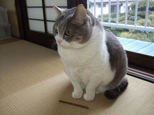 がるちゃん猫カフェ82号店開店しました♪(初めての方も大歓迎♪)