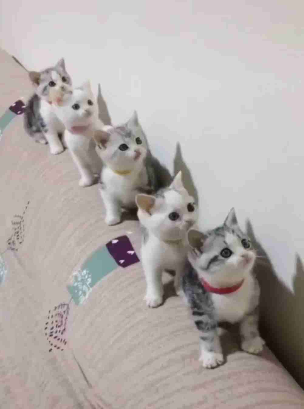 がるちゃん猫カフェ82号店開店しました♪(初めての方も大歓迎♪)