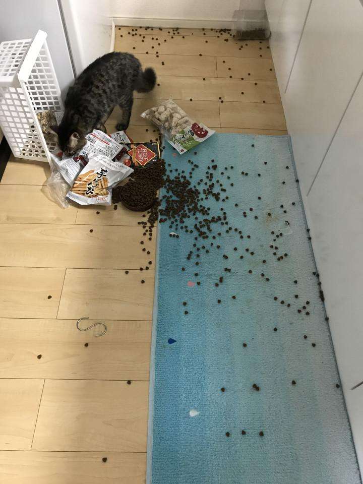 がるちゃん猫カフェ82号店開店しました♪(初めての方も大歓迎♪)