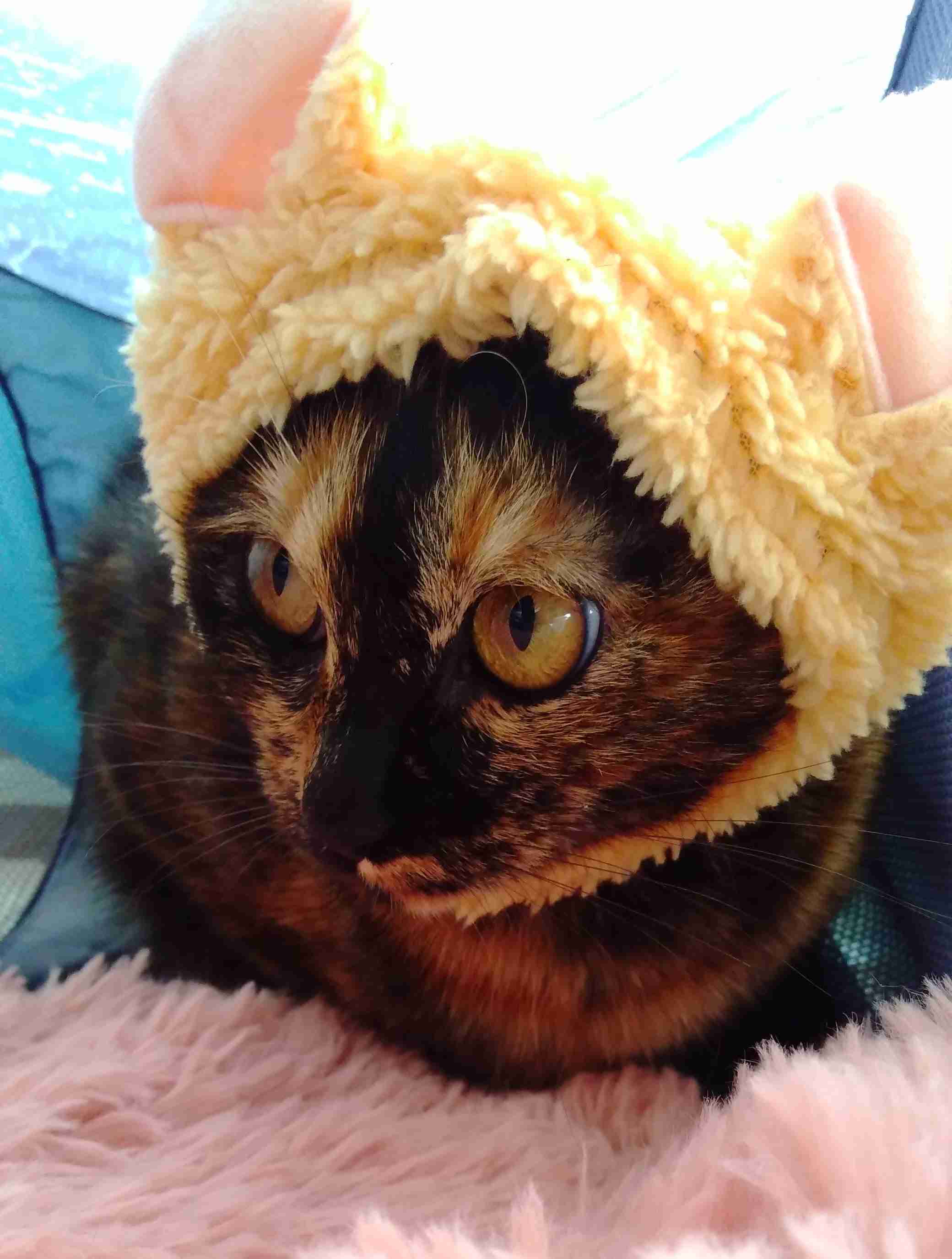 がるちゃん猫カフェ82号店開店しました♪(初めての方も大歓迎♪)
