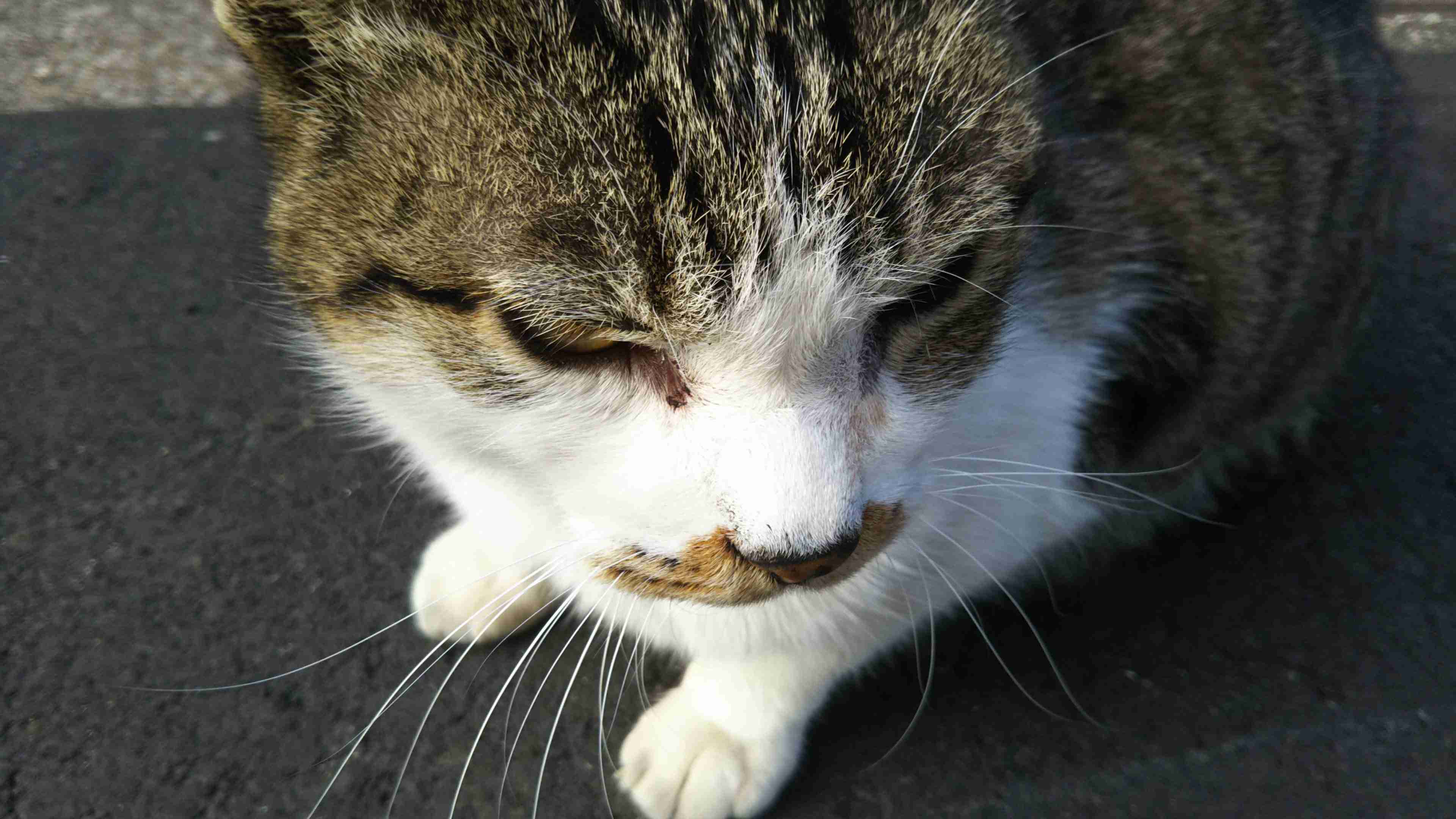 がるちゃん猫カフェ82号店開店しました♪(初めての方も大歓迎♪)