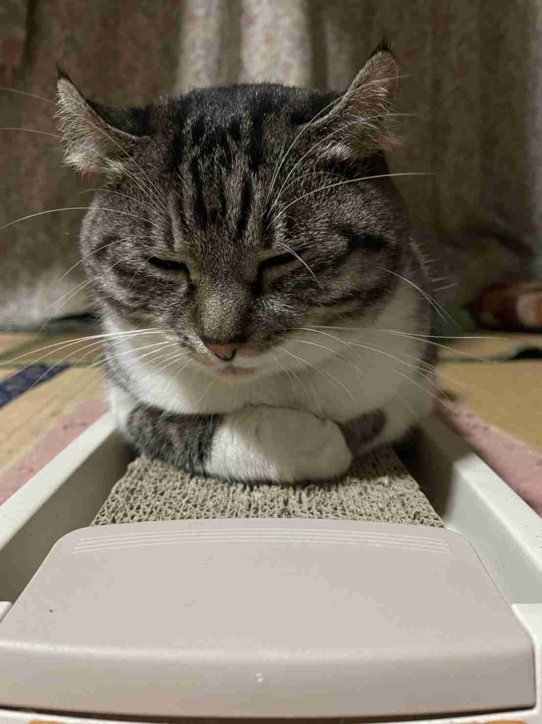 がるちゃん猫カフェ82号店開店しました♪(初めての方も大歓迎♪)