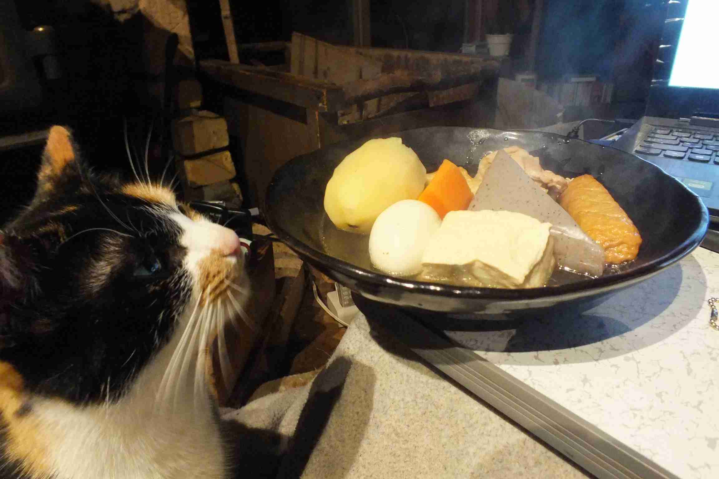 がるちゃん猫カフェ82号店開店しました♪(初めての方も大歓迎♪)