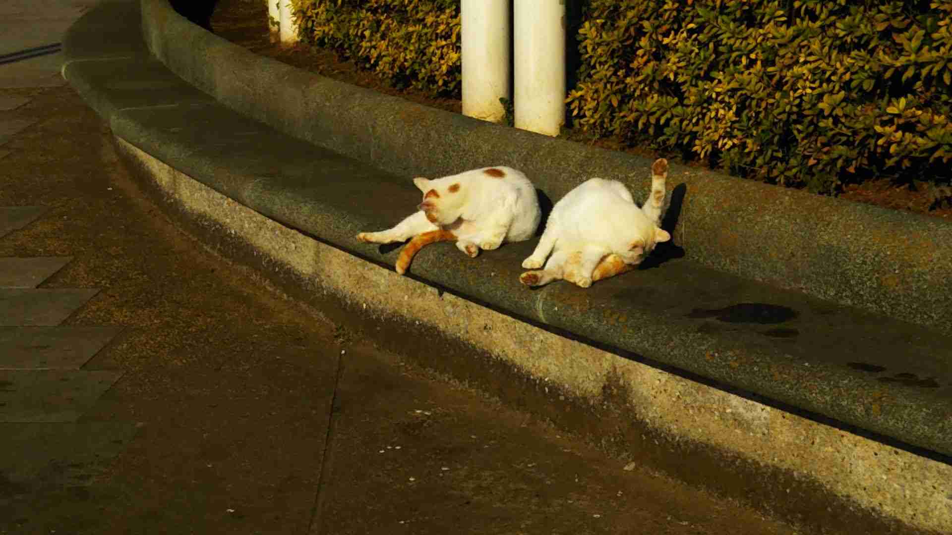 がるちゃん猫カフェ82号店開店しました♪(初めての方も大歓迎♪)