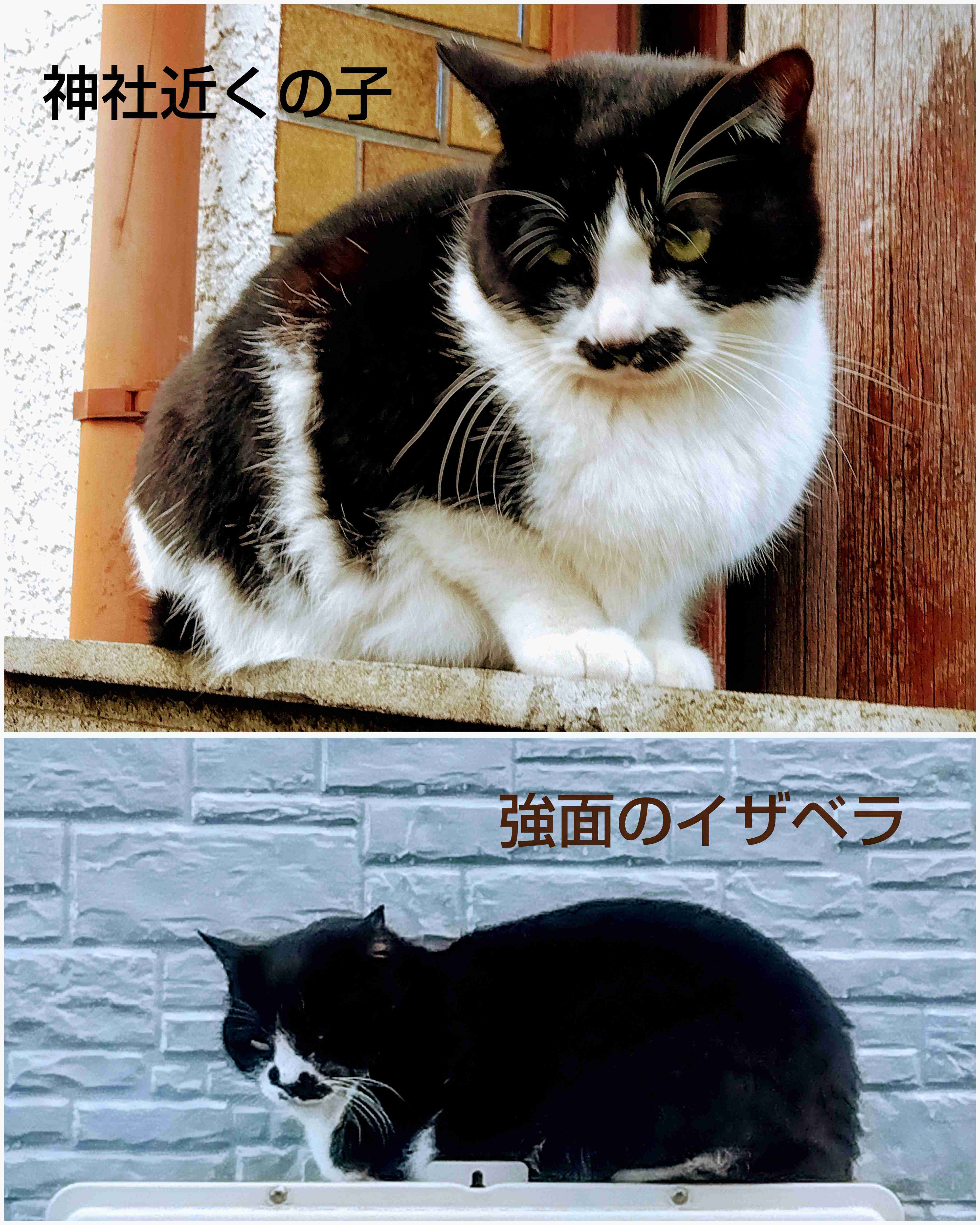 がるちゃん猫カフェ82号店開店しました♪(初めての方も大歓迎♪)