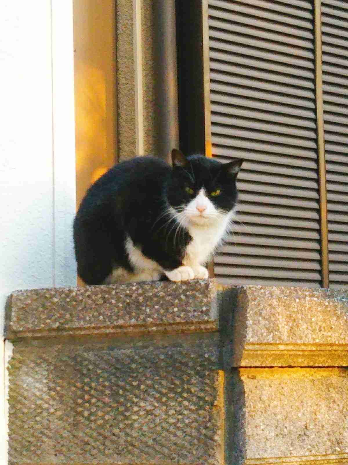 がるちゃん猫カフェ82号店開店しました♪(初めての方も大歓迎♪)