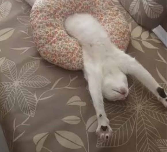 がるちゃん猫カフェ82号店開店しました♪(初めての方も大歓迎♪)