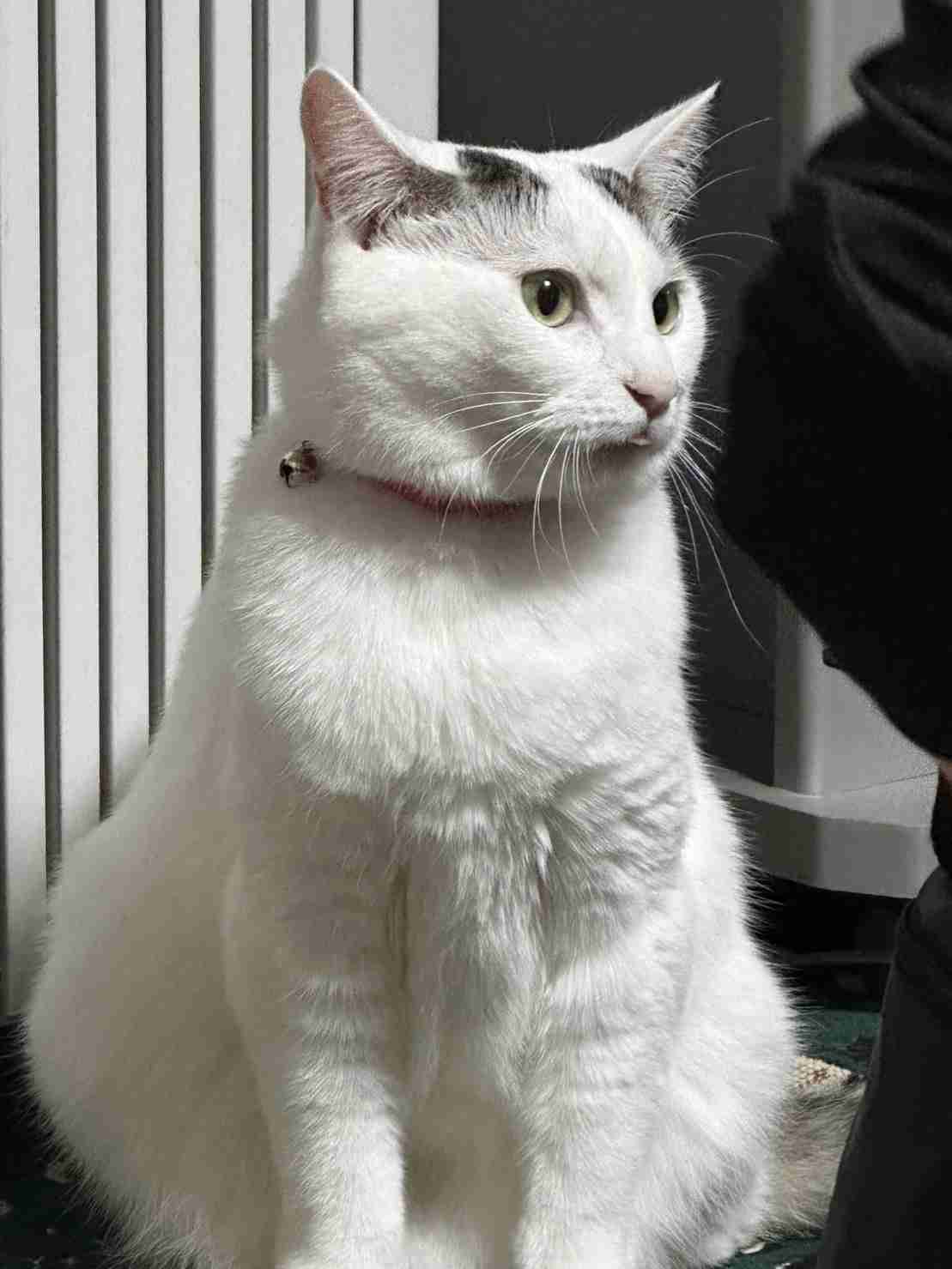 がるちゃん猫カフェ82号店開店しました♪(初めての方も大歓迎♪)